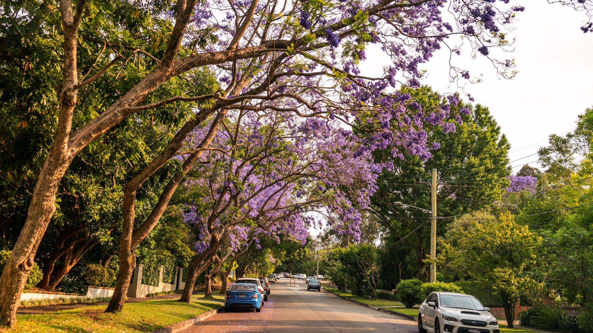 https://info.coronation.com.au/hubfs/St%20Peters/iStock-1272825784-1.jpeg